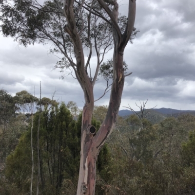 Eucalyptus rossii (Inland Scribbly Gum) at Paddys River, ACT - 1 Dec 2019 by Jubeyjubes