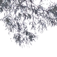 Eucalyptus rossii at Bullen Range - 1 Dec 2019