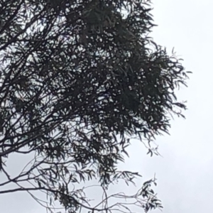 Eucalyptus rossii at Bullen Range - 1 Dec 2019