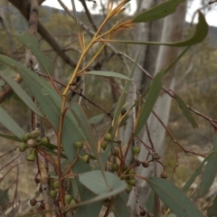 Eucalyptus rossii (Inland Scribbly Gum) at Bullen Range - 1 Dec 2019 by Jubeyjubes