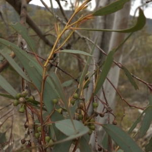 Eucalyptus rossii at Paddys River, ACT - 1 Dec 2019 03:06 PM