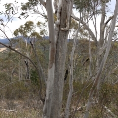 Eucalyptus rossii at Paddys River, ACT - 1 Dec 2019