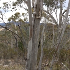 Eucalyptus rossii at Paddys River, ACT - 1 Dec 2019 03:06 PM