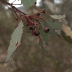 Eucalyptus polyanthemos (Red Box) at Paddys River, ACT - 1 Dec 2019 by Jubeyjubes