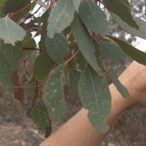 Eucalyptus polyanthemos at Paddys River, ACT - 1 Dec 2019