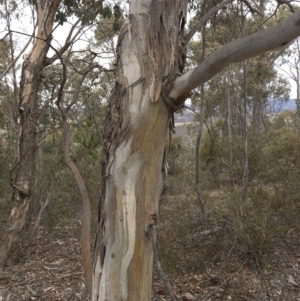 Eucalyptus polyanthemos at Paddys River, ACT - 1 Dec 2019