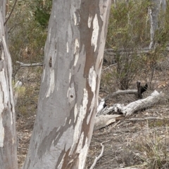 Eucalyptus rossii (Inland Scribbly Gum) at Bullen Range - 1 Dec 2019 by Jubeyjubes