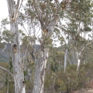 Eucalyptus rossii at Paddys River, ACT - 1 Dec 2019
