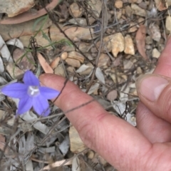 Wahlenbergia stricta subsp. stricta (Tall Bluebell) at Bullen Range - 1 Dec 2019 by Jubeyjubes