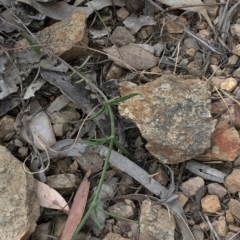 Wahlenbergia stricta subsp. stricta at Paddys River, ACT - 1 Dec 2019 03:10 PM