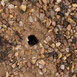 Iridomyrmex purpureus at Paddys River, ACT - 1 Dec 2019