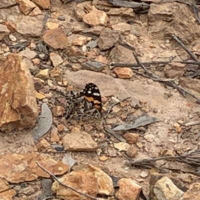 Vanessa kershawi (Australian Painted Lady) at Bullen Range - 1 Dec 2019 by Jubeyjubes