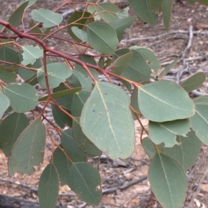 Eucalyptus polyanthemos at Paddys River, ACT - 1 Dec 2019 03:20 PM