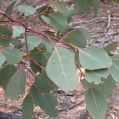 Eucalyptus polyanthemos (Red Box) at Paddys River, ACT - 1 Dec 2019 by Jubeyjubes
