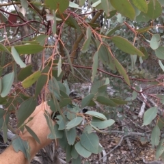 Eucalyptus polyanthemos at Paddys River, ACT - 1 Dec 2019 03:20 PM