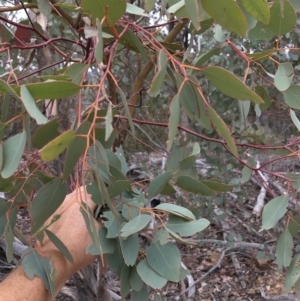 Eucalyptus polyanthemos at Paddys River, ACT - 1 Dec 2019