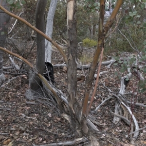 Eucalyptus polyanthemos at Paddys River, ACT - 1 Dec 2019 03:20 PM