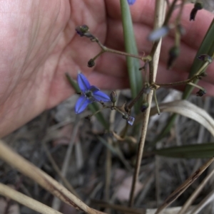 Dianella revoluta var. revoluta at Paddys River, ACT - 1 Dec 2019 03:28 PM