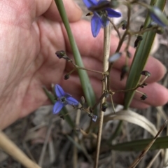 Dianella revoluta var. revoluta at Paddys River, ACT - 1 Dec 2019 03:28 PM