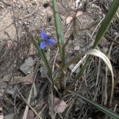 Dianella revoluta var. revoluta at Paddys River, ACT - 1 Dec 2019 03:28 PM