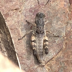 Acrididae sp. (family) at Paddys River, ACT - 1 Dec 2019