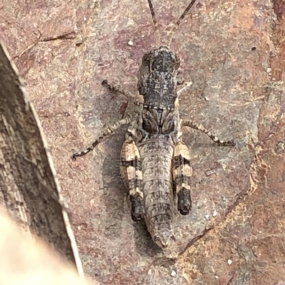 Acrididae sp. (family) (Unidentified Grasshopper) at Bullen Range - 1 Dec 2019 by Jubeyjubes