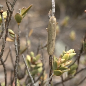 Scoliacma nana at Paddys River, ACT - 1 Dec 2019