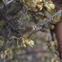 Scoliacma nana at Paddys River, ACT - 1 Dec 2019