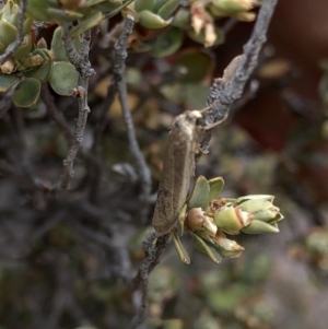 Scoliacma nana at Paddys River, ACT - 1 Dec 2019