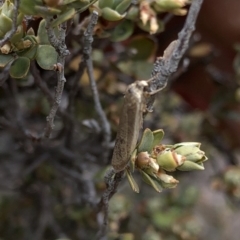 Scoliacma nana at Paddys River, ACT - 1 Dec 2019