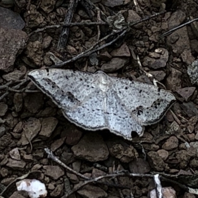 Taxeotis intextata (Looper Moth, Grey Taxeotis) at Bullen Range - 1 Dec 2019 by Jubeyjubes