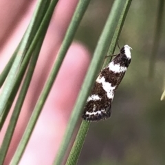 Isomoralla eriscota (A concealer moth) at Paddys River, ACT - 1 Dec 2019 by Jubeyjubes