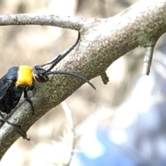 Ferreola handschini (Orange-collared Spider Wasp) at Paddys River, ACT - 1 Dec 2019 by Jubeyjubes