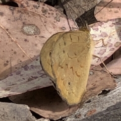 Heteronympha merope (Common Brown Butterfly) at Bullen Range - 1 Dec 2019 by Jubeyjubes