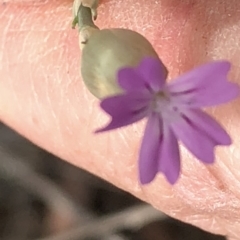 Petrorhagia sp. at Bullen Range - 1 Dec 2019 by Jubeyjubes