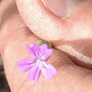 Petrorhagia sp. at Paddys River, ACT - 1 Dec 2019