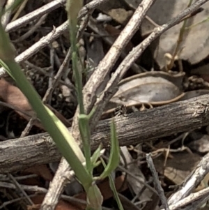 Petrorhagia sp. at Paddys River, ACT - 1 Dec 2019 04:07 PM