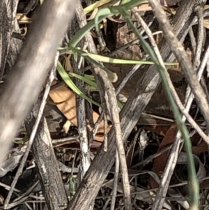 Petrorhagia sp. at Paddys River, ACT - 1 Dec 2019 04:07 PM