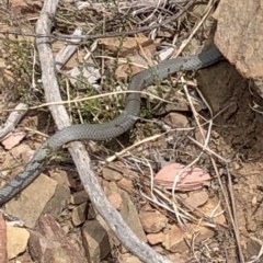 Pseudonaja textilis (Eastern Brown Snake) at Paddys River, ACT - 1 Dec 2019 by Jubeyjubes