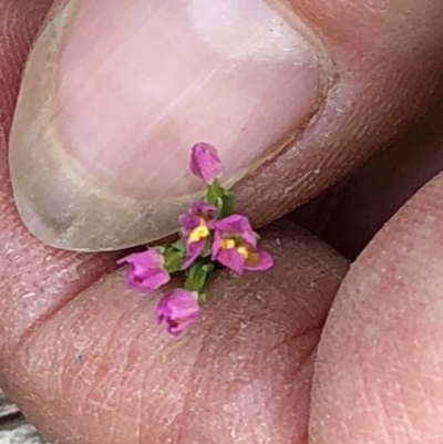 Centaurium sp. (Centaury) at Bullen Range - 1 Dec 2019 by Jubeyjubes