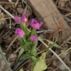 Centaurium sp. at Paddys River, ACT - 1 Dec 2019