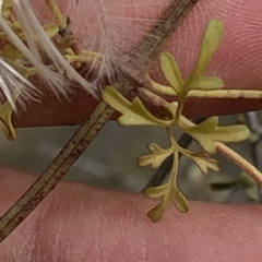 Clematis leptophylla (Small-leaf Clematis, Old Man's Beard) at Paddys River, ACT - 1 Dec 2019 by Jubeyjubes