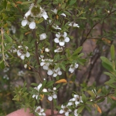 Leptospermum obovatum (River Tea Tree) at Paddys River, ACT - 1 Dec 2019 by Jubeyjubes