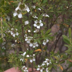 Leptospermum obovatum at Paddys River, ACT - 1 Dec 2019