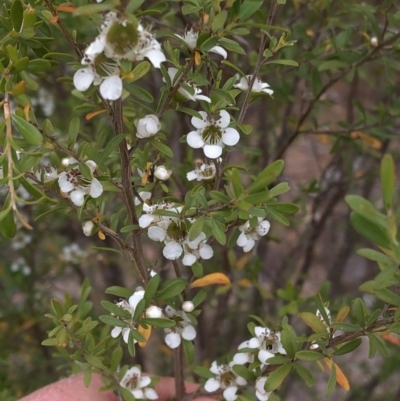 Leptospermum obovatum (River Tea Tree) at Bullen Range - 1 Dec 2019 by Jubeyjubes