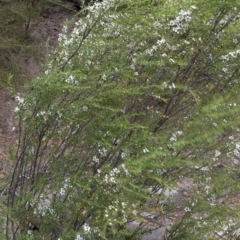 Leptospermum obovatum at Paddys River, ACT - 1 Dec 2019