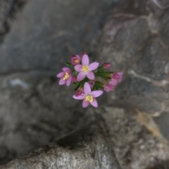 Centaurium sp. (Centaury) at Bullen Range - 1 Dec 2019 by Jubeyjubes