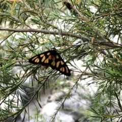 Amata (genus) (Handmaiden Moth) at Paddys River, ACT - 1 Dec 2019 by Jubeyjubes