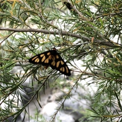 Amata (genus) (Handmaiden Moth) at Bullen Range - 1 Dec 2019 by Jubeyjubes