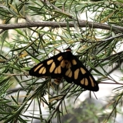 Amata (genus) at Paddys River, ACT - 1 Dec 2019 04:28 PM